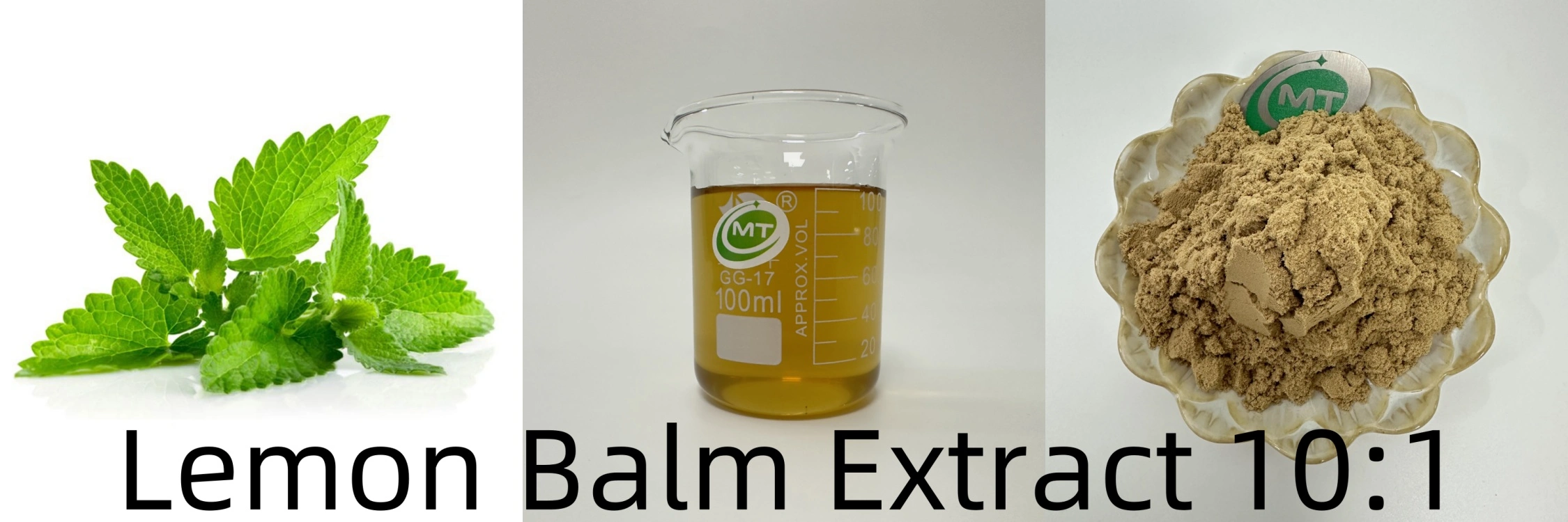 Lemon Balm Extract插图1 Lemon Balm Extract