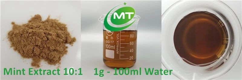 Mint Extract插图1 Mint Extract