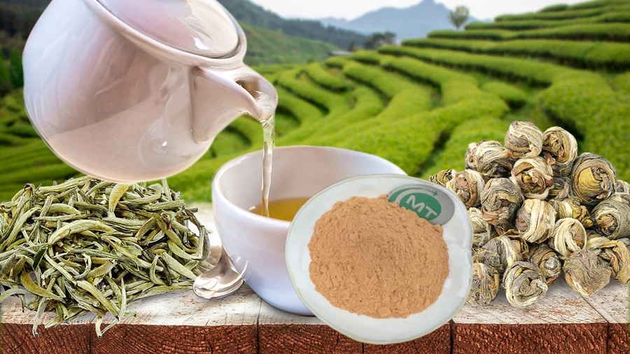 White Tea Extract插图1 White Tea Extract